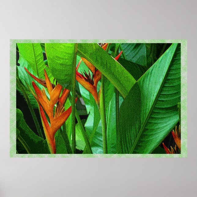 Póster Aves tropicales 36 x 24 Poster (Frente)