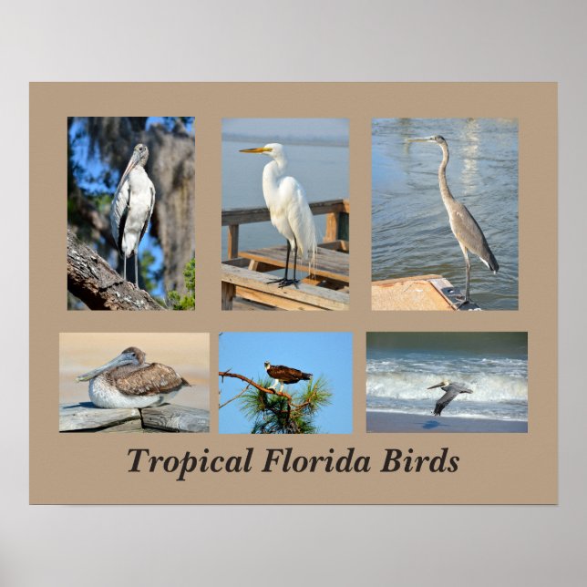 Póster Aves tropicales de Florida (Frente)