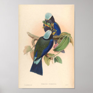 Póster Aves Vintage De Asia Con Anillo De Rodillo Púrpura