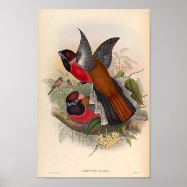 Póster Aves Vintage De Asia Harpactes Diardi (Frente)