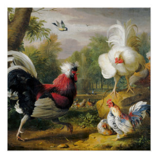 Póster Aves Vintage Los Cockrels Luchan