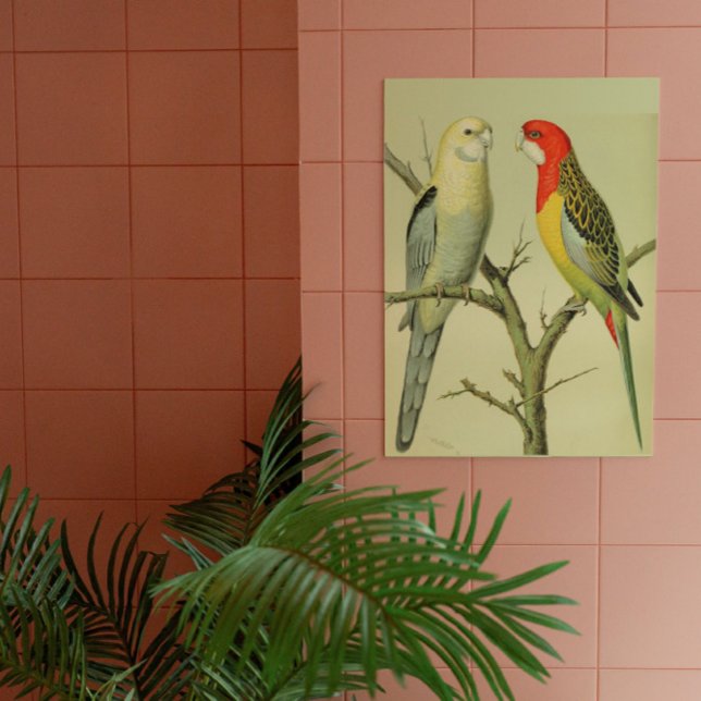 Póster Aves Vintage - PARAKEETS ROSELLA (Subido por el creador)