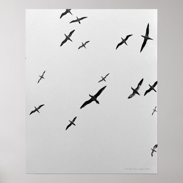 Póster Aves volando (Frente)