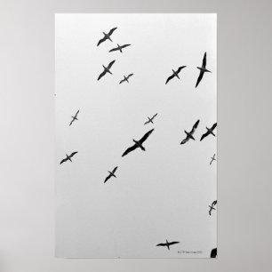Póster Aves volando