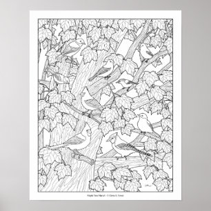 Póster Aves y árbol de arce Página Coloración para Adulto