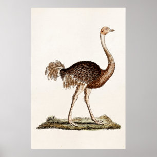 Póster Avestruces retras de los 1700s del ilustracion de
