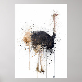 Póster Avestruz