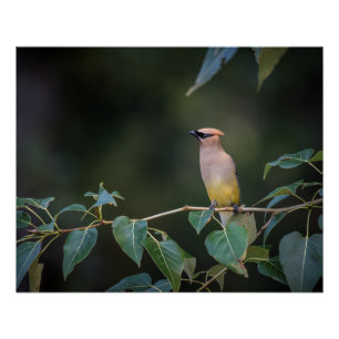 Póster Avian Bee come en una rama Glossy
