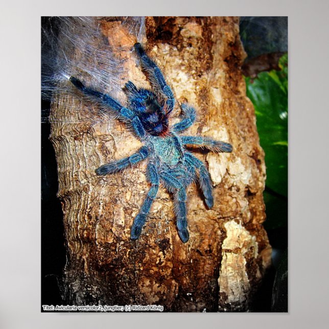 Póster Avicularia versicolor (Frente)