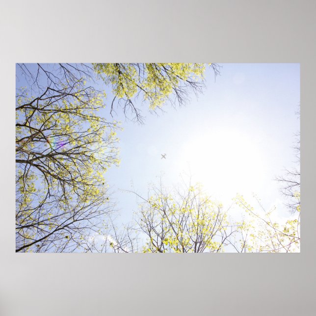 Póster Avión en el cielo enmarcado por árboles (Frente)