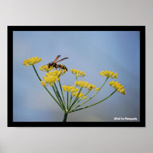 Póster Avispa polinizando hinojo silvestre