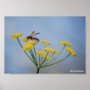 Póster Avispa polinizando hinojo silvestre