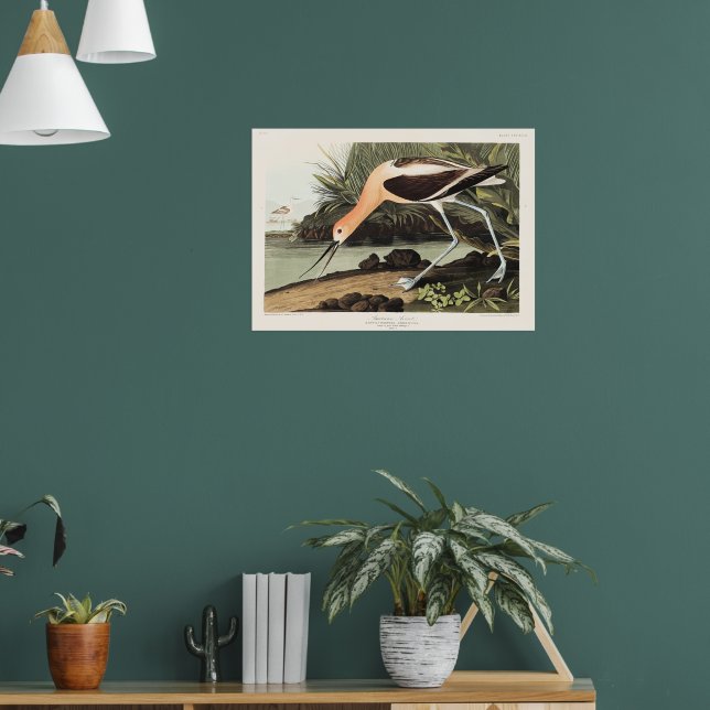 Póster Avoceta americana de Aves de América, (Salón 1)