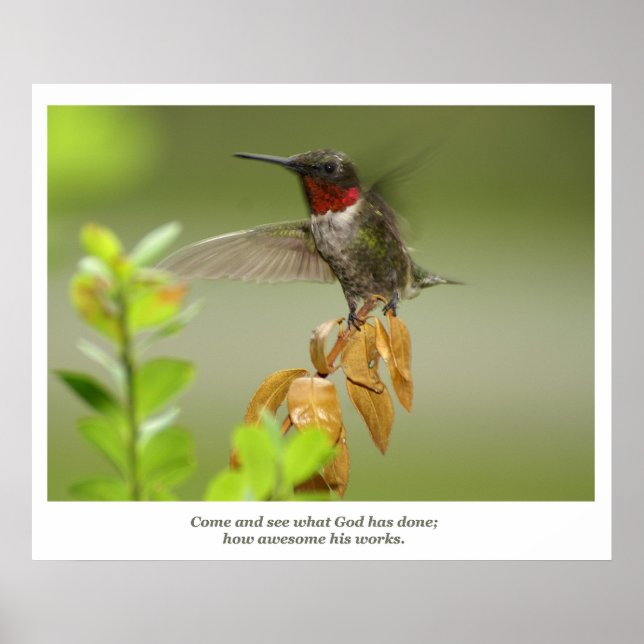 Póster Awesome Hummingbird (Frente)