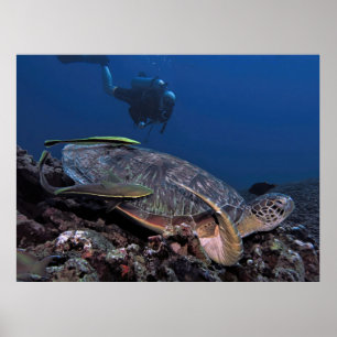 Póster Awkward Sleeper