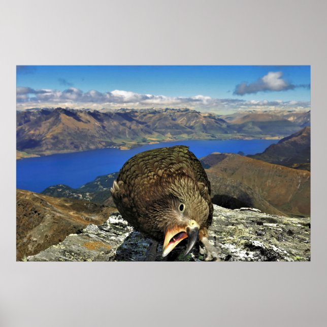 Póster Awnery Kea (Frente)