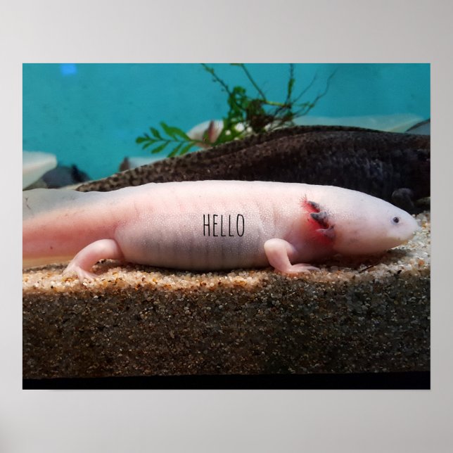 Póster Axolotl leucista (Frente)
