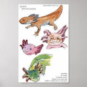 Póster Axolotls