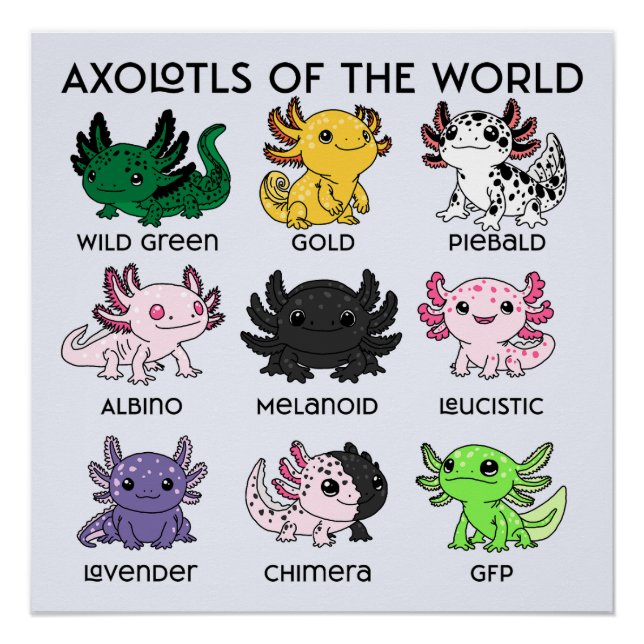 Póster Axolotls Kawaii del Mundo (Anverso)
