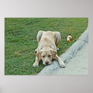 Póster AY- poster que pone mala cara del perrito amarillo