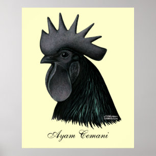 Póster Ayam Cemani Rooster Head