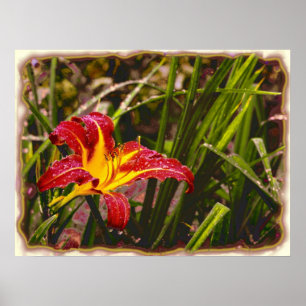 Póster Ayer Lily Después De La Lluvia