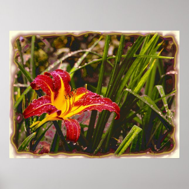 Póster Ayer Lily Después De La Lluvia (Frente)