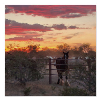 Poster AZ Horse Sunset Glossy