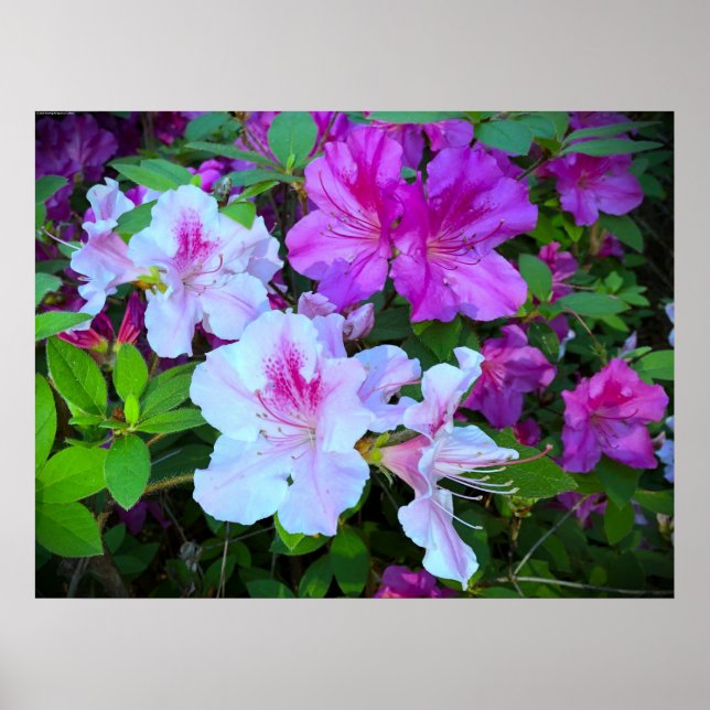 Póster Azalea, (Frente)