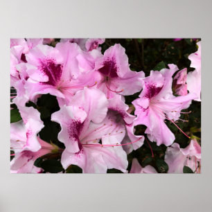 Póster Azalea,