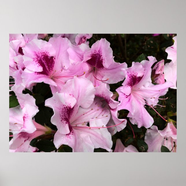 Póster Azalea, (Frente)