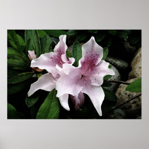 Póster Azalea