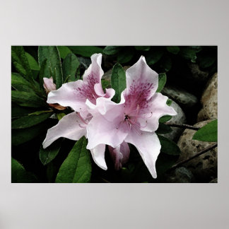 Póster Azalea
