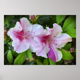 Póster Azalea,