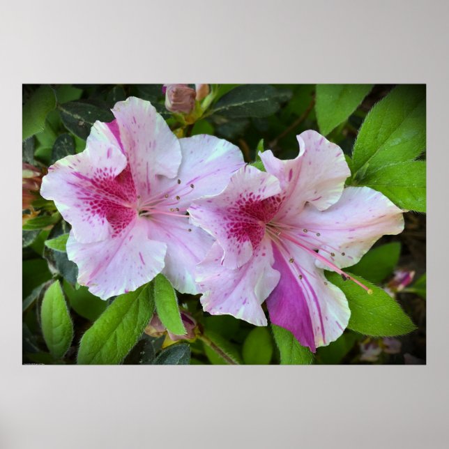 Póster Azalea, (Frente)