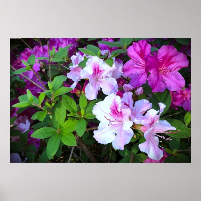 Póster Azalea, (Frente)