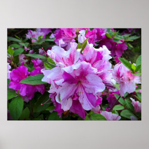 Póster Azalea,