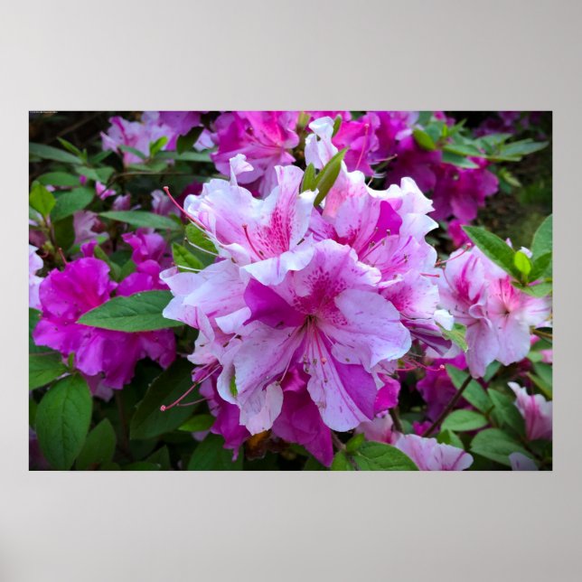 Póster Azalea, (Frente)