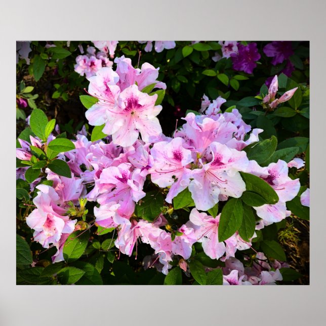 Póster Azalea, (Frente)