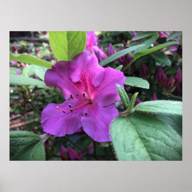 Póster Azalea, (Frente)