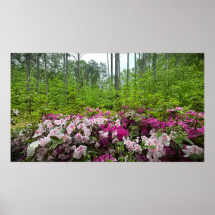 Póster Azalea,