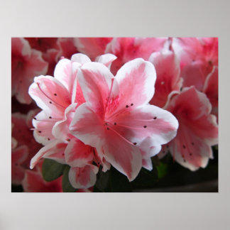 Póster Azalea #3