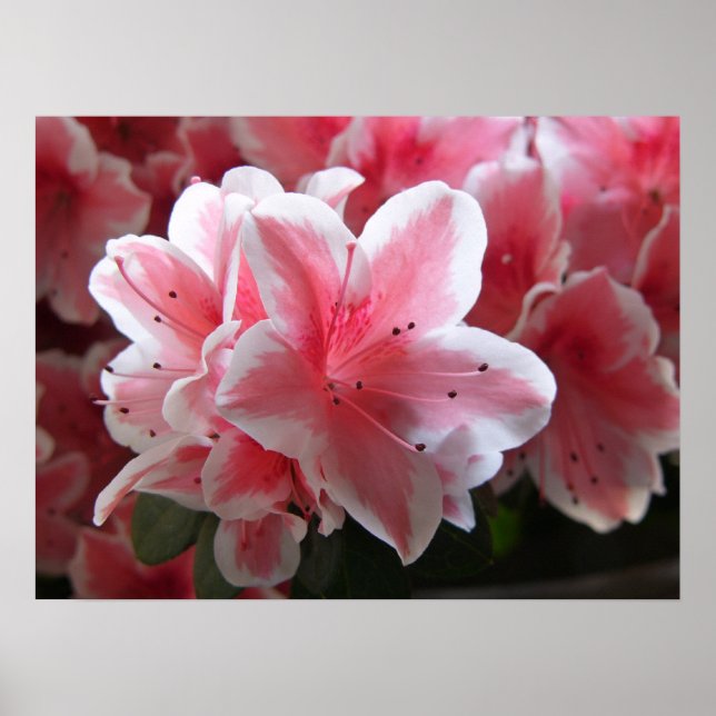 Póster Azalea #3 (Frente)