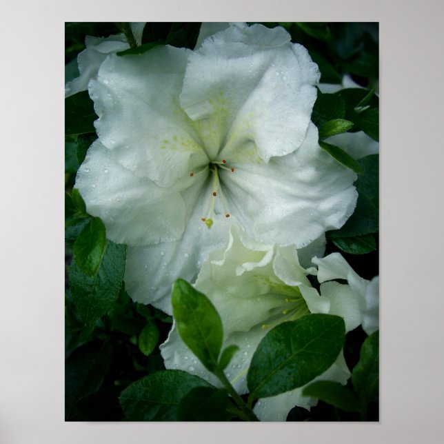 Póster Azalea blanca (Frente)
