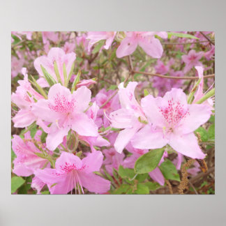 Póster Azalea Bloom Close-Up Photography
