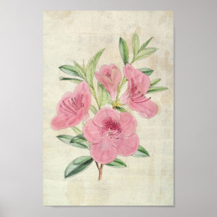 Póster Azalea del Kinghorn Botánico Vintage