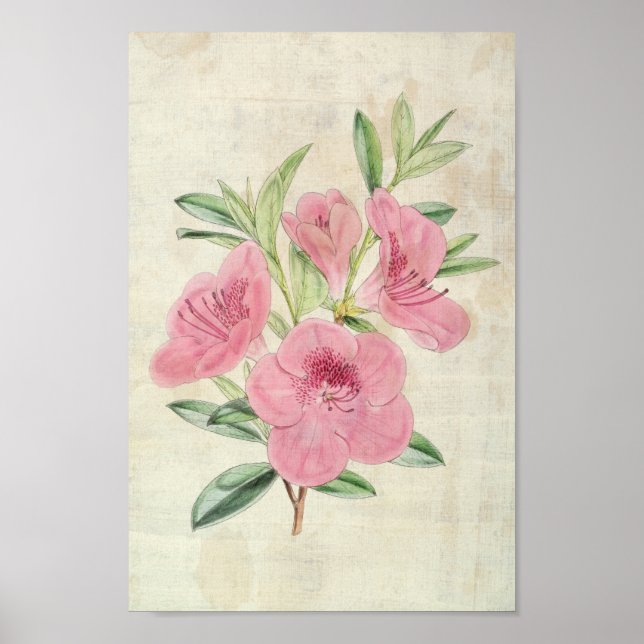 Póster Azalea del Kinghorn Botánico Vintage (Frente)