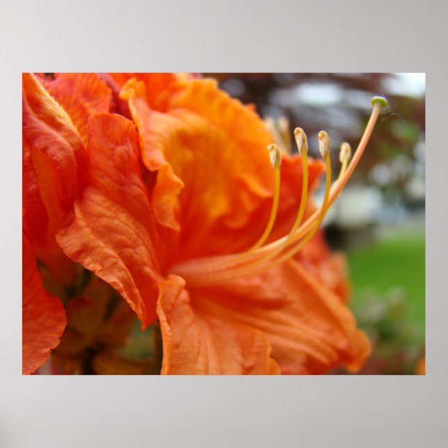 Póster Azalea Flowers 6 Naranjas Rhodies Art Prints Poste (Frente)