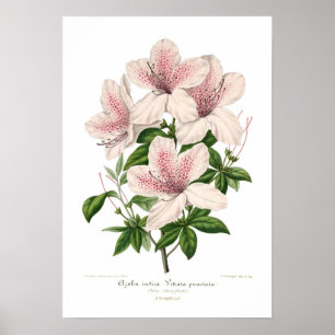 Póster Azalea indica - vittata punctata