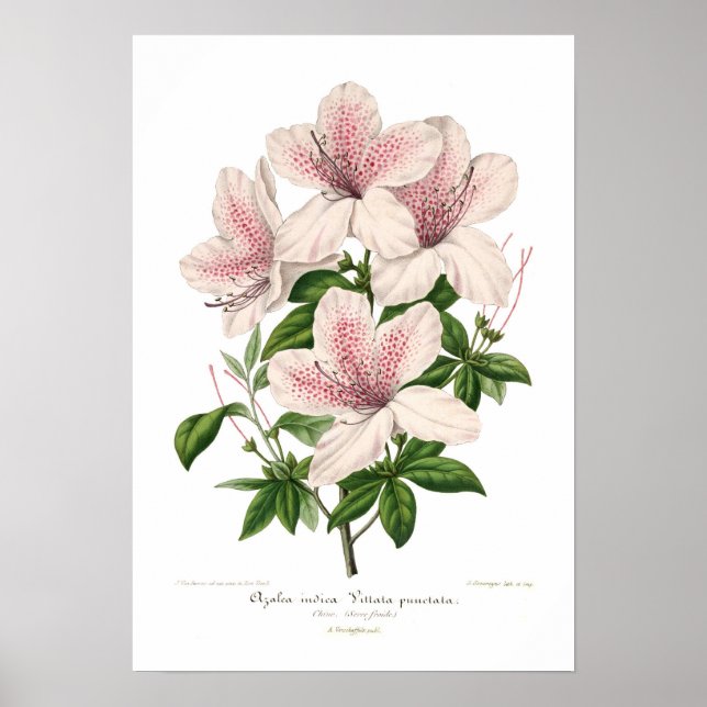 Póster Azalea indica - vittata punctata (Frente)